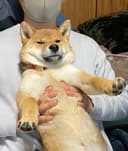 miyakoh